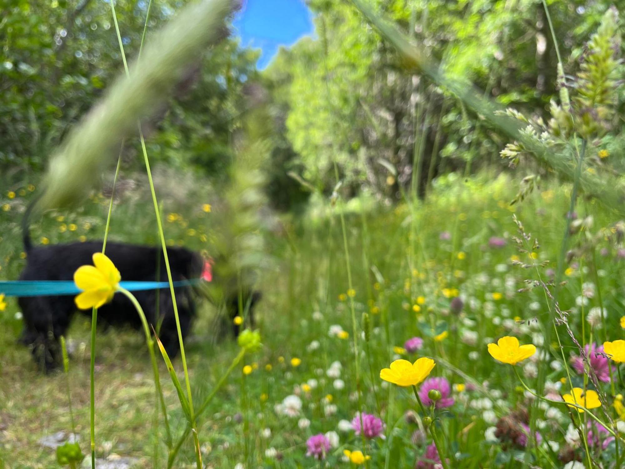 The Heronry Hideaway With Luxury Hot Tub Ballachulish Eksteriør billede